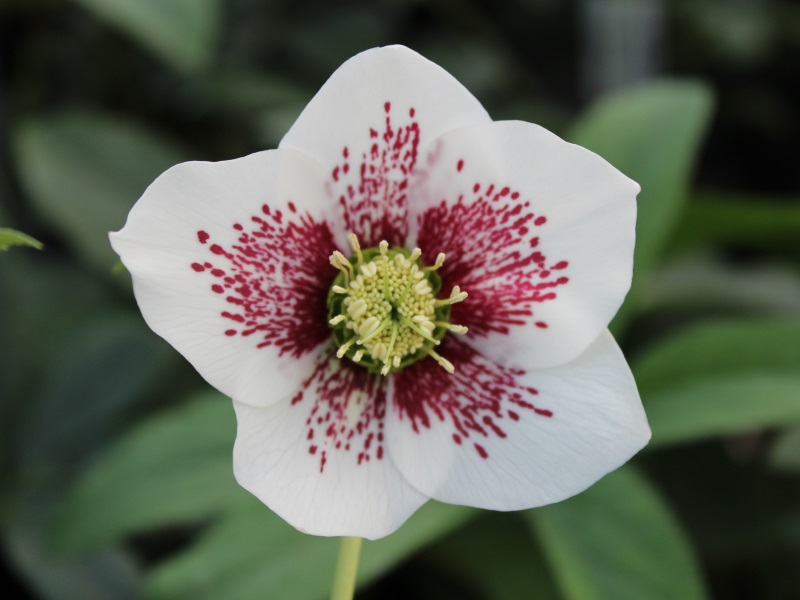 Helleborus x hybridus (Ashwood Garden Hybrids) Single white spotted-0