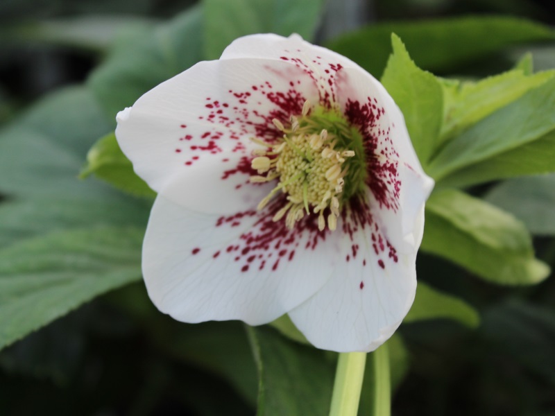 Helleborus x hybridus (Ashwood Garden Hybrids) Single white spotted-11136