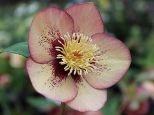Helleborus x hybridus (Ashwood Evolution Group) Ashwood sunset shades (red nectaries, spotted)-0