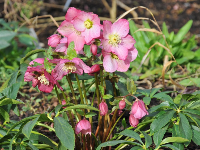 Helleborus Walberton's Rosemary 'Walhero'-8374