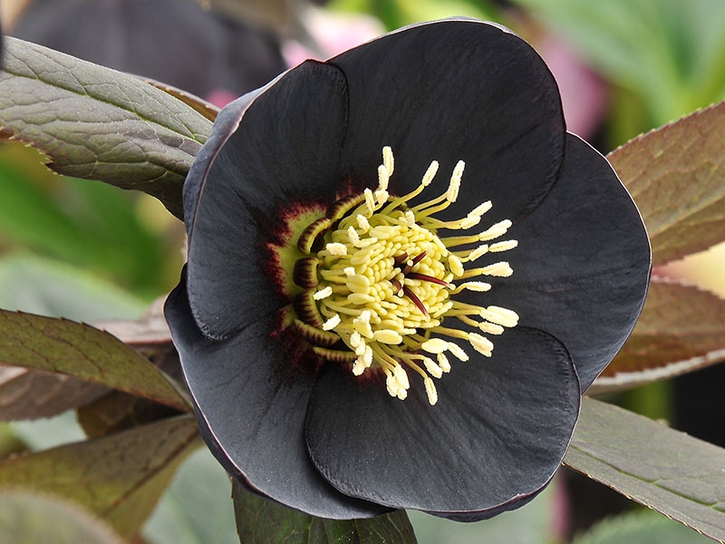 Helleborus x hybridus (Ashwood Garden Hybrids) Single black-0