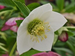 Helleborus x hybridus (Ashwood Garden Hybrids) Single pure white-0