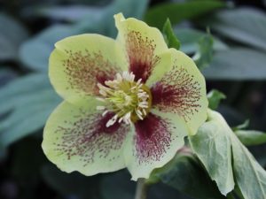 Helleborus x hybridus (Ashwood Garden Hybrids) Single green spotted-0