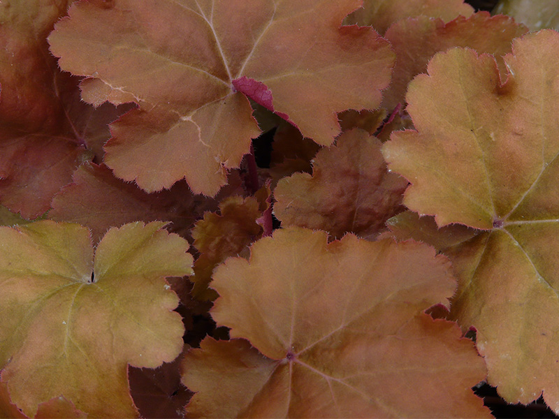 Heuchera 'Caramel'-0