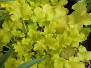 Heuchera 'Lime Marmalade'-0