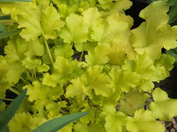 Heuchera 'Lime Marmalade'-0