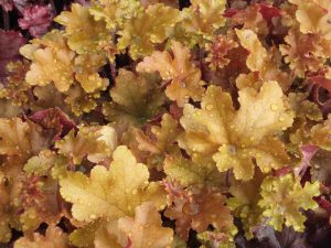 Heuchera 'Marmalade'-0