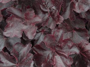 Heuchera 'Obsidian'-0