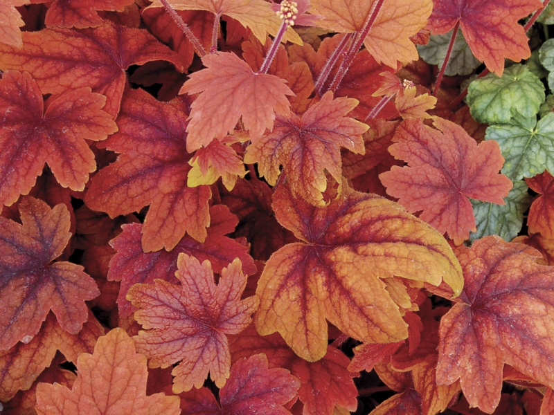 x Heucherella 'Sweet Tea'-4653