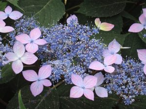 Hydrangea serrata 'Hime Beni-gaku'-0