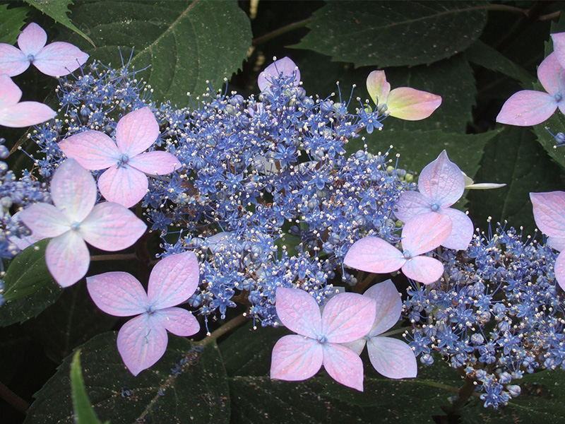 Hydrangea serrata 'Hime Beni-gaku'-0