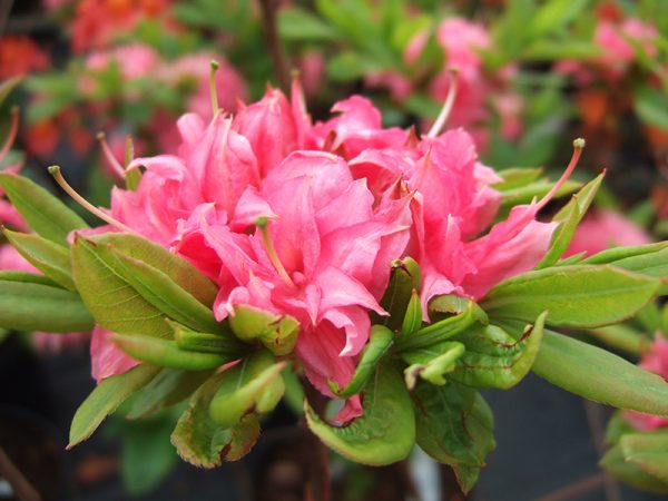Rhododendron 'Homebush'-0