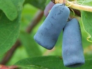 Honeyberry-0
