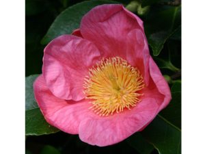 Camellia x williamsii 'Hooker'-0