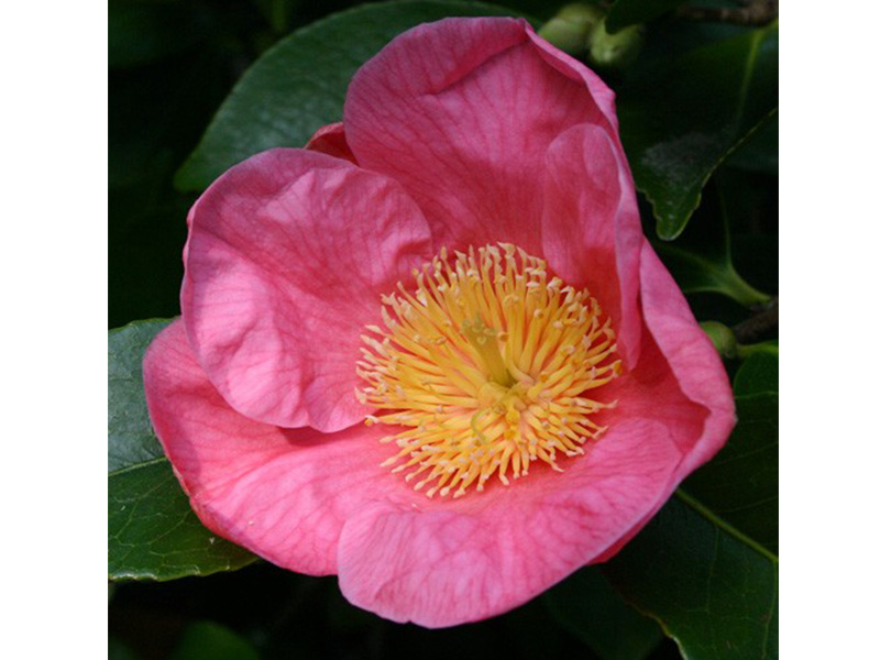 Camellia x williamsii 'Hooker'-0