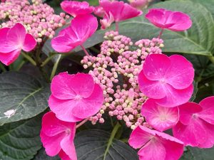 Hydrangea macrophylla 'Pfau' (Supplied pink)-0