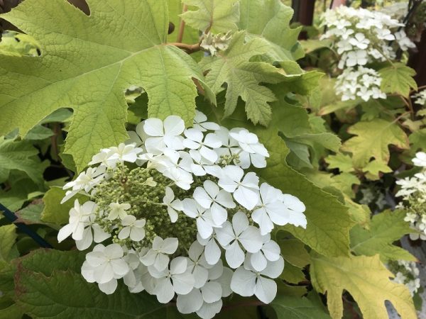 Hydrangea quercifolia 'Little Honey'-0