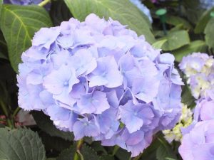 Hydrangea macrophylla 'Altona'-0