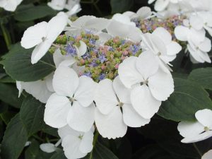 Hydrangea macrophylla 'Bachstelze'-0