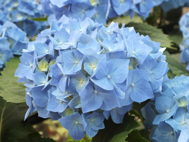 Hydrangea macrophylla 'Bela'-5355