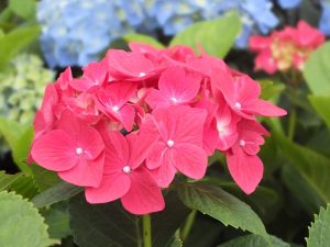 Hydrangea macrophylla 'Brugg'-0