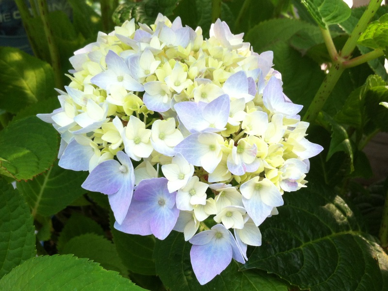 Hydrangea macrophylla Endless Summer Blue-9464