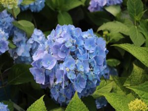Hydrangea macrophylla Endless Summer Blue-0