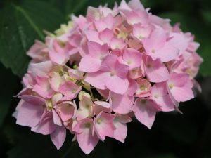 Hydrangea macrophylla Endless Summer Pink-0