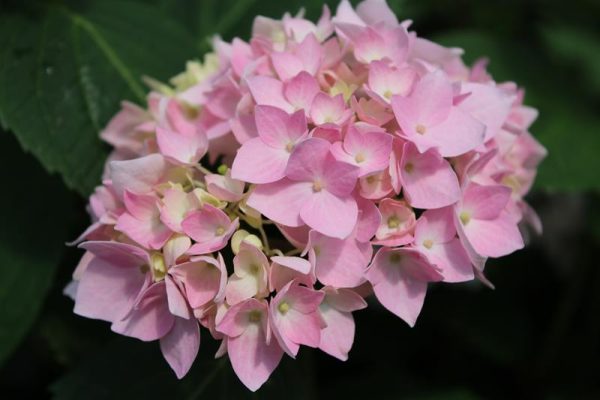 Hydrangea macrophylla Endless Summer Pink-0