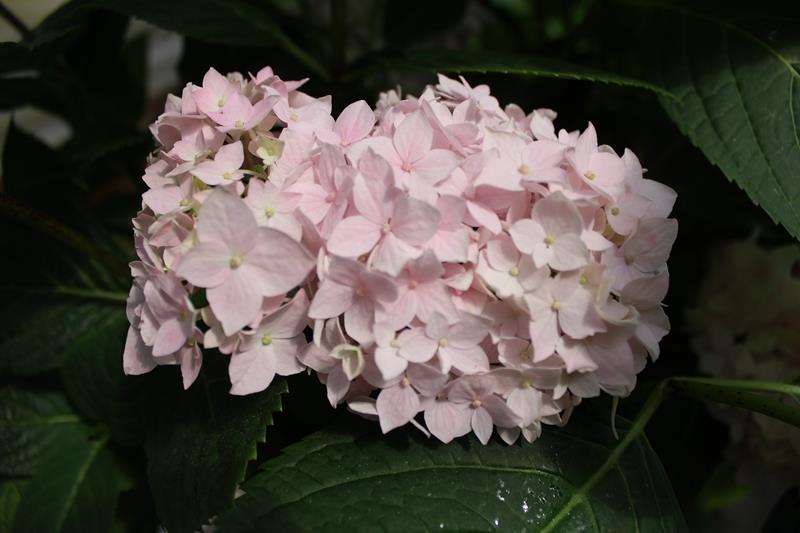 Hydrangea macrophylla Endless Summer Pink-9279