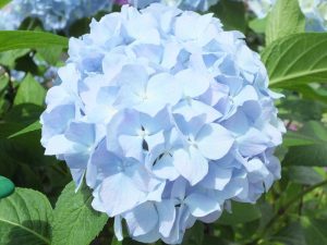 Hydrangea macrophylla 'Generale Vicomtesse de Vibraye'-0