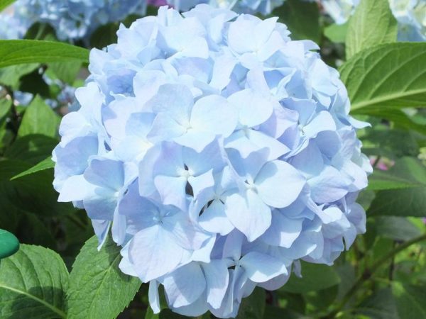 Hydrangea macrophylla 'Generale Vicomtesse de Vibraye'-0