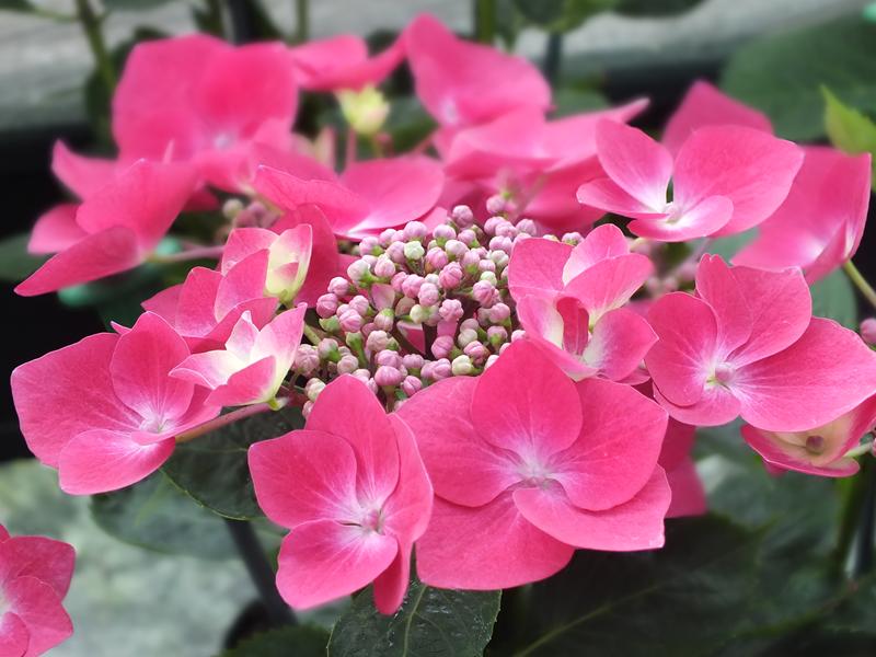 Hydrangea macrophylla 'Kardinal'-5365
