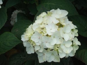 Hydrangea macrophylla Endless Summer 'The Bride'-0