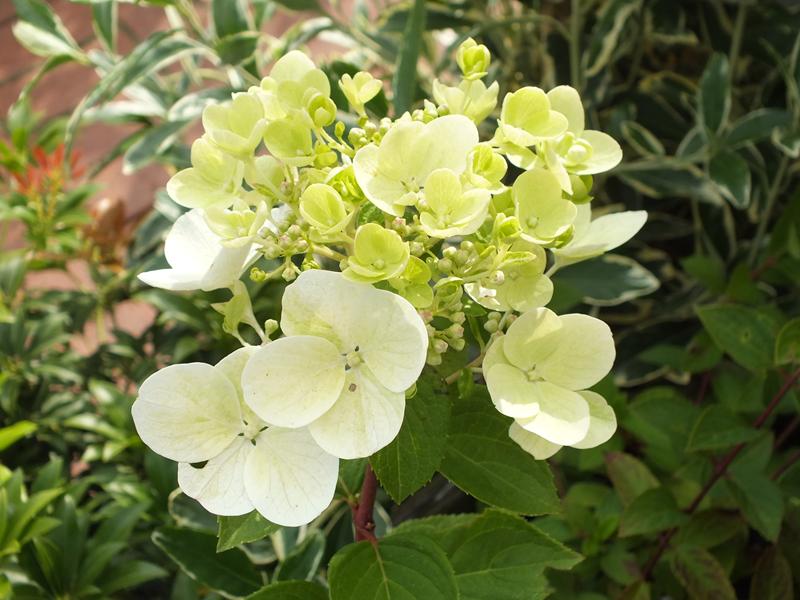 Hydrangea paniculata 'Pink Diamond'-5571