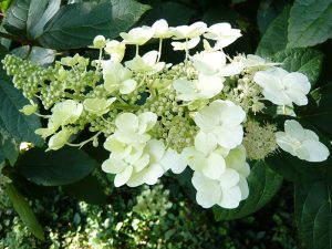Hydrangea paniculata 'Unique'-0