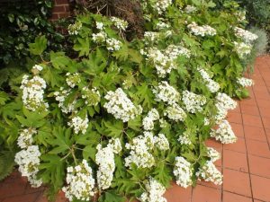 Hydrangea quercifolia 'Pee Wee'-0