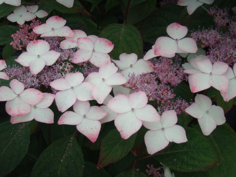 Hydrangea serrata 'Beni-gaku'-0