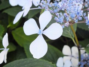 Hydrangea serrata 'Bluebird'-0