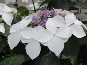 Hydrangea serrata 'Grayswood'-0