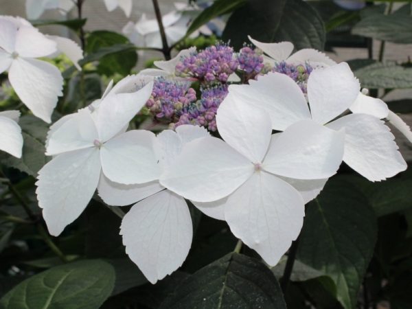 Hydrangea serrata 'Grayswood'-0