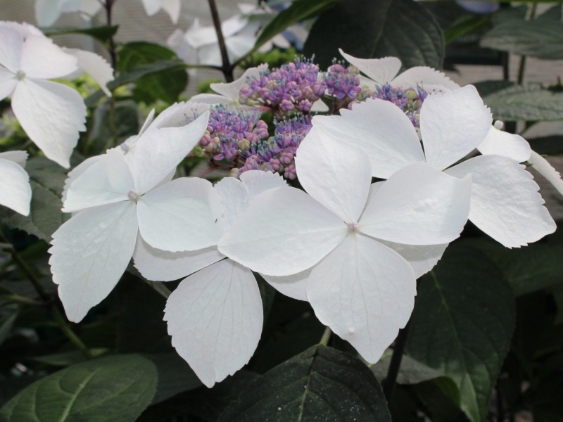 Hydrangea serrata 'Grayswood'-0