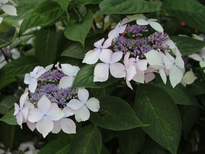 Hydrangea serrata 'Grayswood'-14855