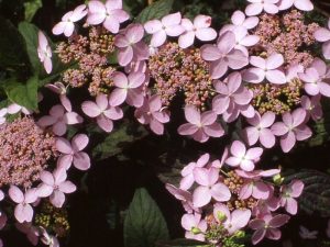 Hydrangea serrata 'Tiara' (Supplied as Pink)-0