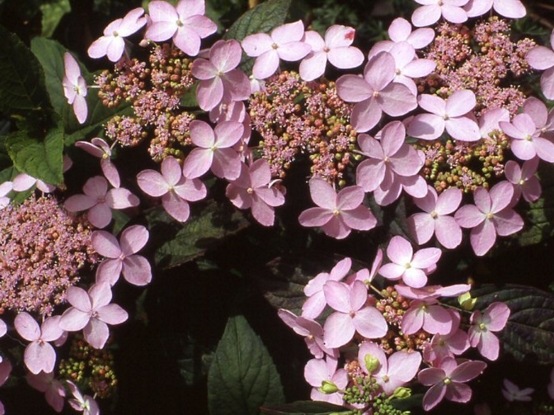 Hydrangea serrata 'Tiara' (Supplied as Pink)-0