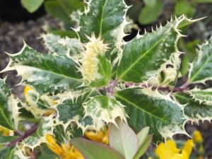 Ilex aquifolium 'Ferox Argentea''-0