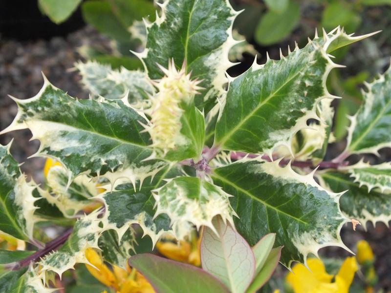 Ilex aquifolium 'Ferox Argentea''-0