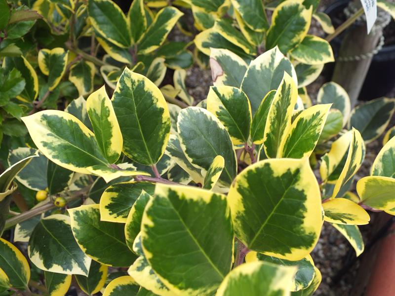 Ilex x altaclerensis 'Golden King'-0
