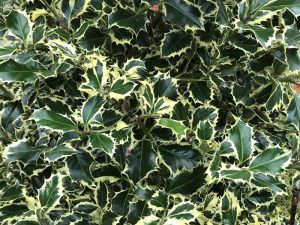 Ilex aquifolium 'Argentea Marginata'-0