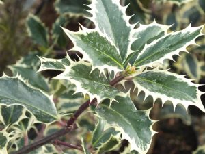 Ilex aquifolium 'Handsworth New Silver'-0